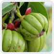 Garcinia cambogia