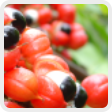 Guarana